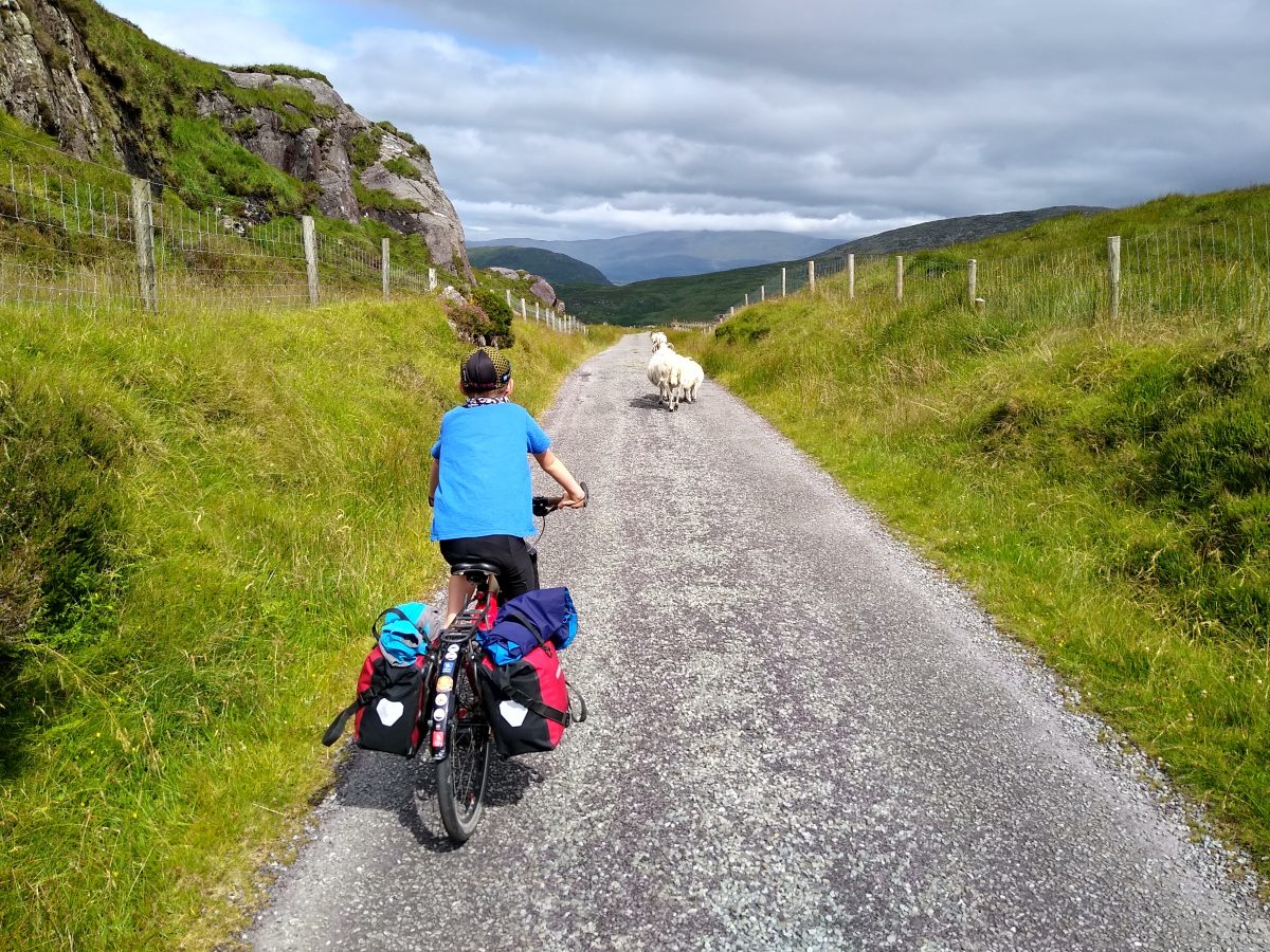 Sheep in the road at the top of a pass