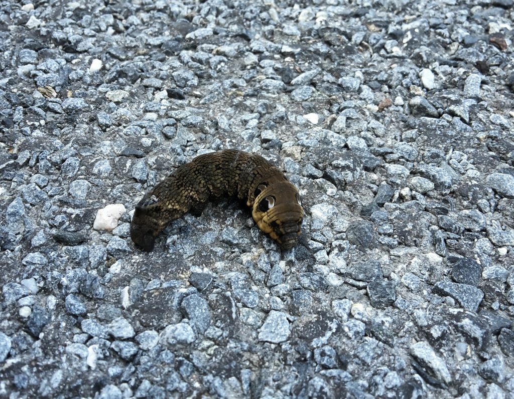 Grandpa Pom & on to Glen Nevis 89