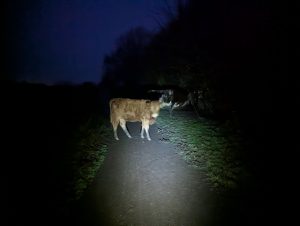 Full Fat Festive 500 Pint 2 8