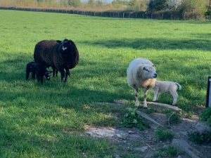 Barry's Bristol Butt Buster 200 13