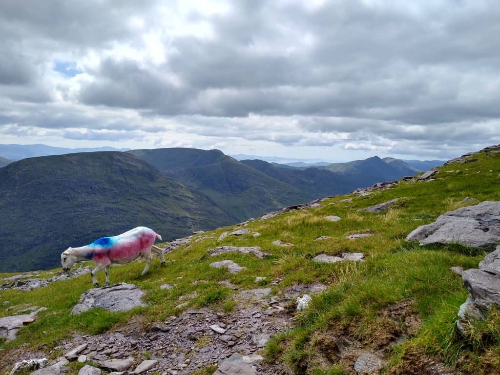 Pedalution | 4 of 5 - Carrauntoohil 28 4 of 5 - Carrauntoohil 27