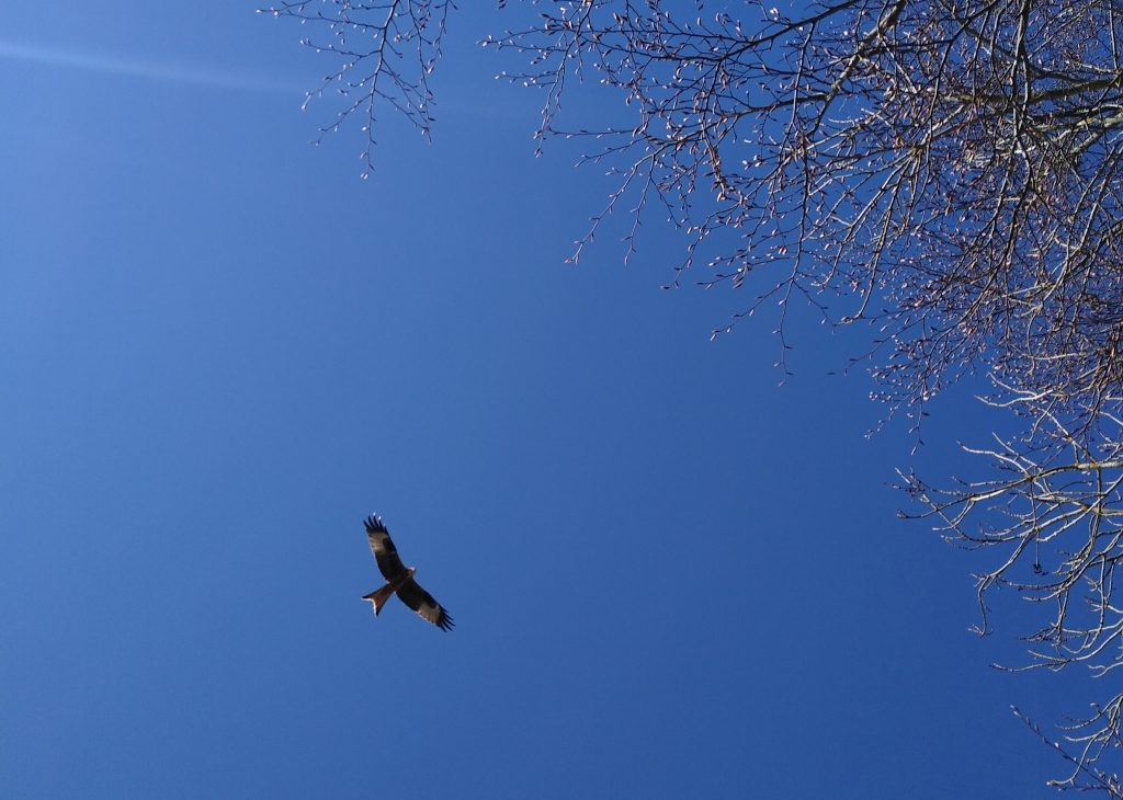 Red kite on Air Mail 200!